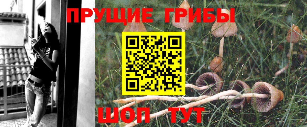 Галлюциногенные грибы GOLDEN TEACHER  дарнет шоп  Псилоцибиновые грибы Cubensis  Домодедово  Вход с VPN 